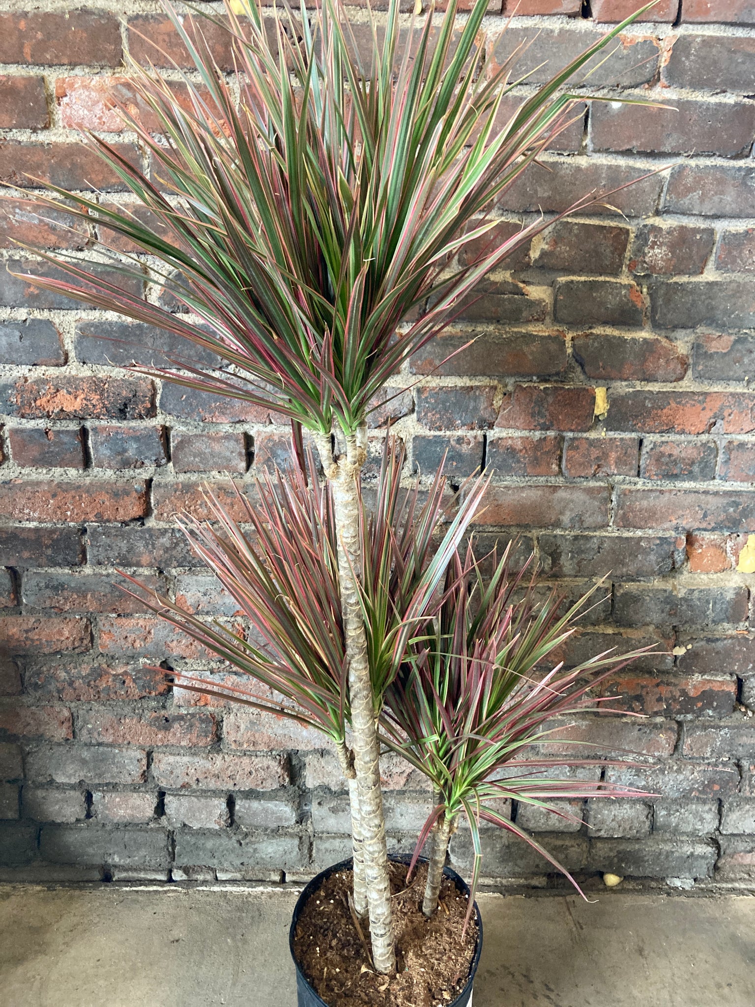 colorama dracaena Dracaena Marginata Colorama – Desert Rose Cactus Lounge