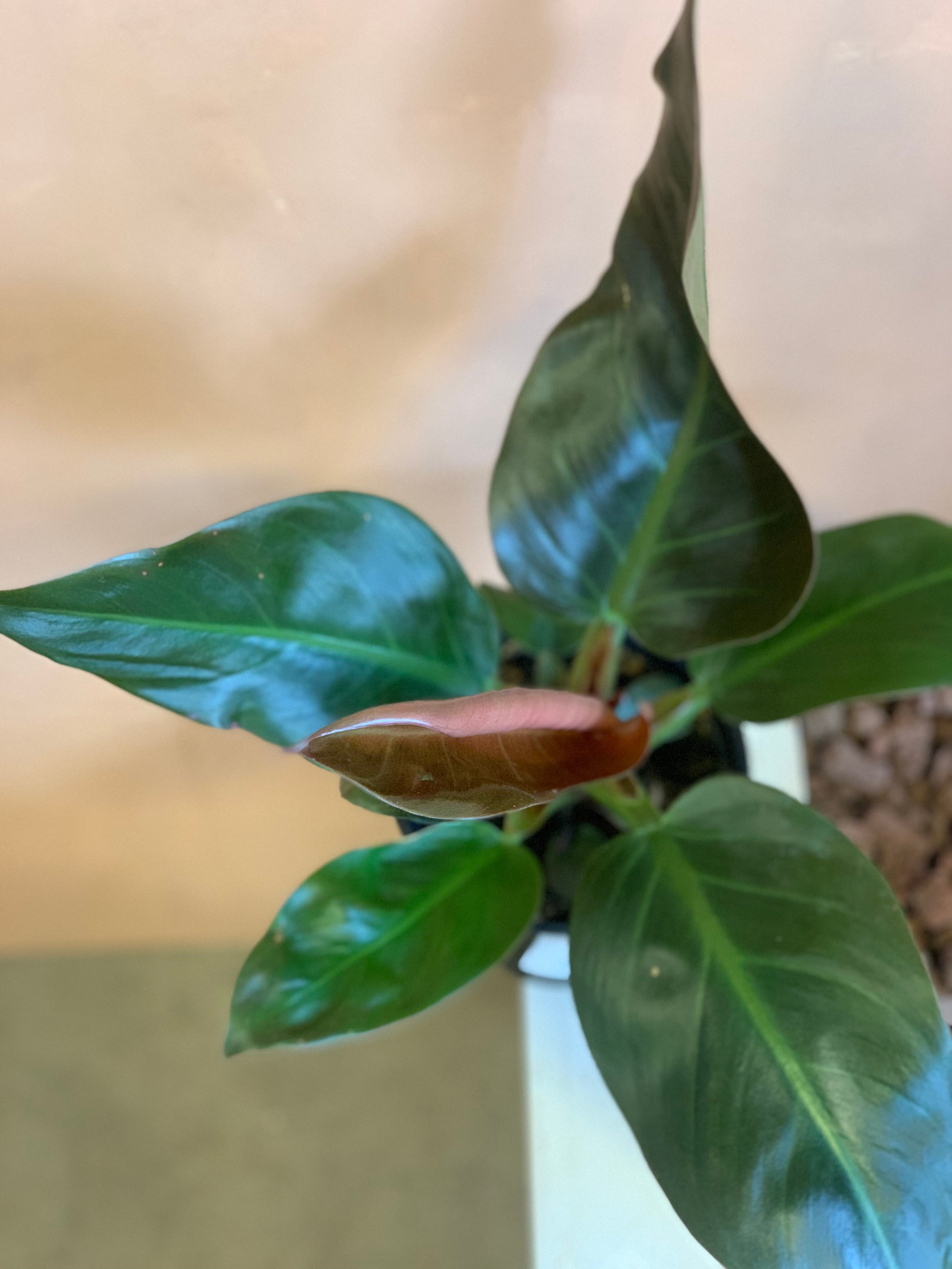 buy imperial red philodendron Philodendron Imperial Red – Desert Rose Cactus Lounge
