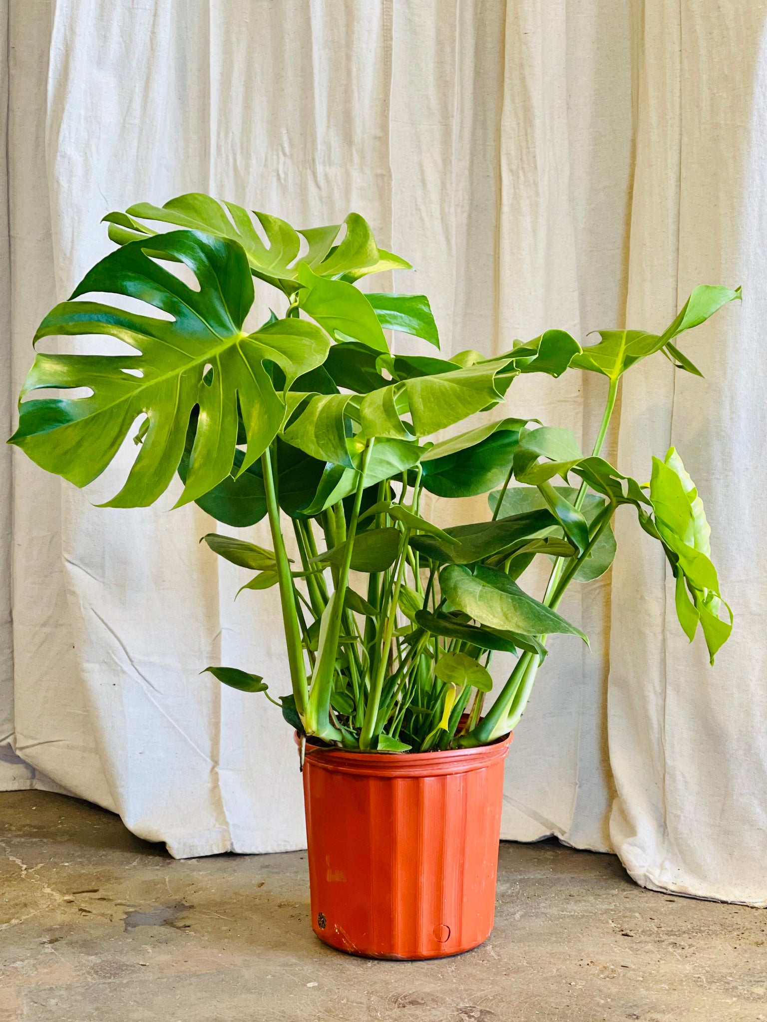 monstera cactus Monstera Deliciosa – Desert Rose Cactus Lounge