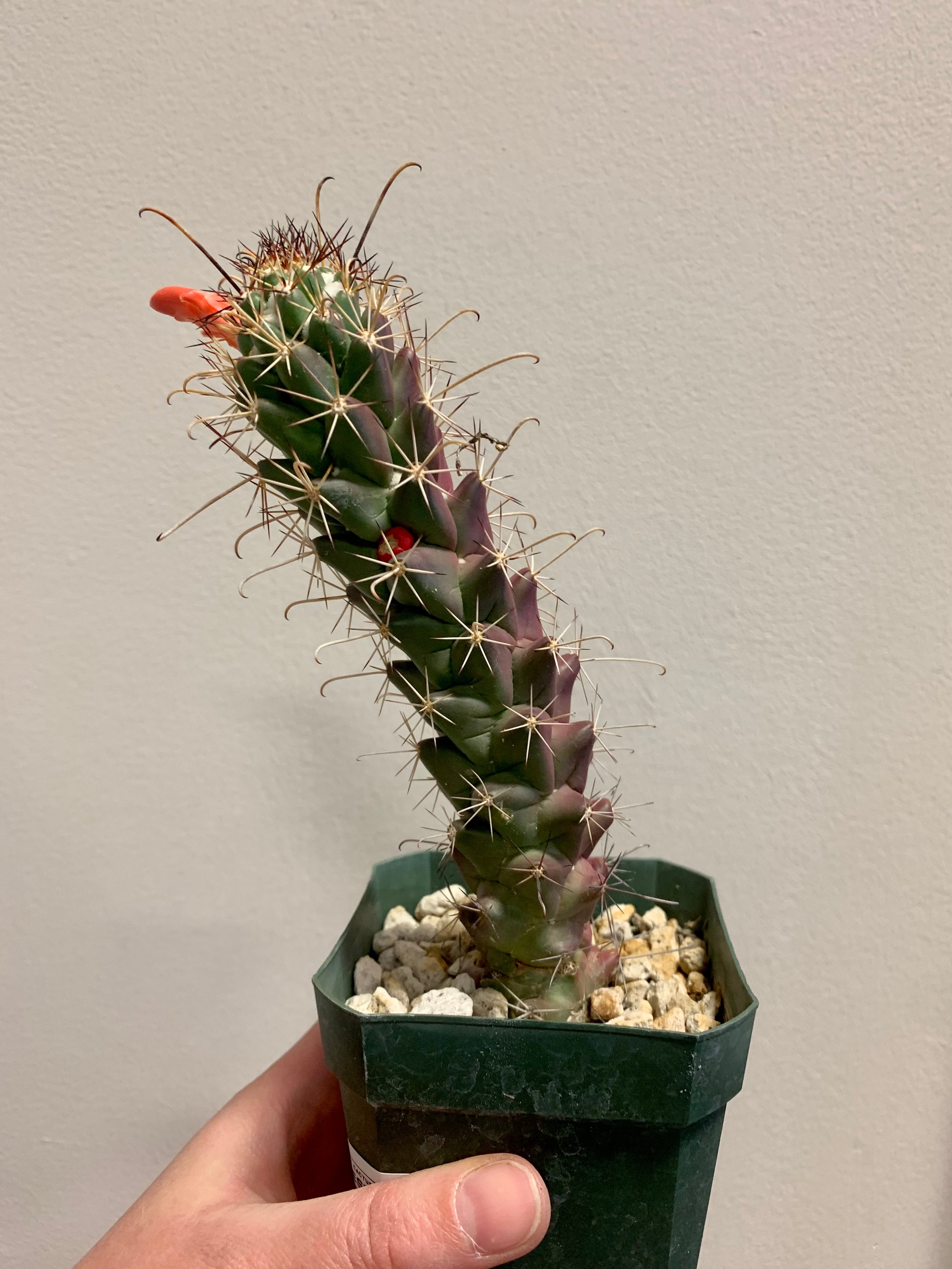 Mammillaria poselgeri – Desert Rose Cactus Lounge