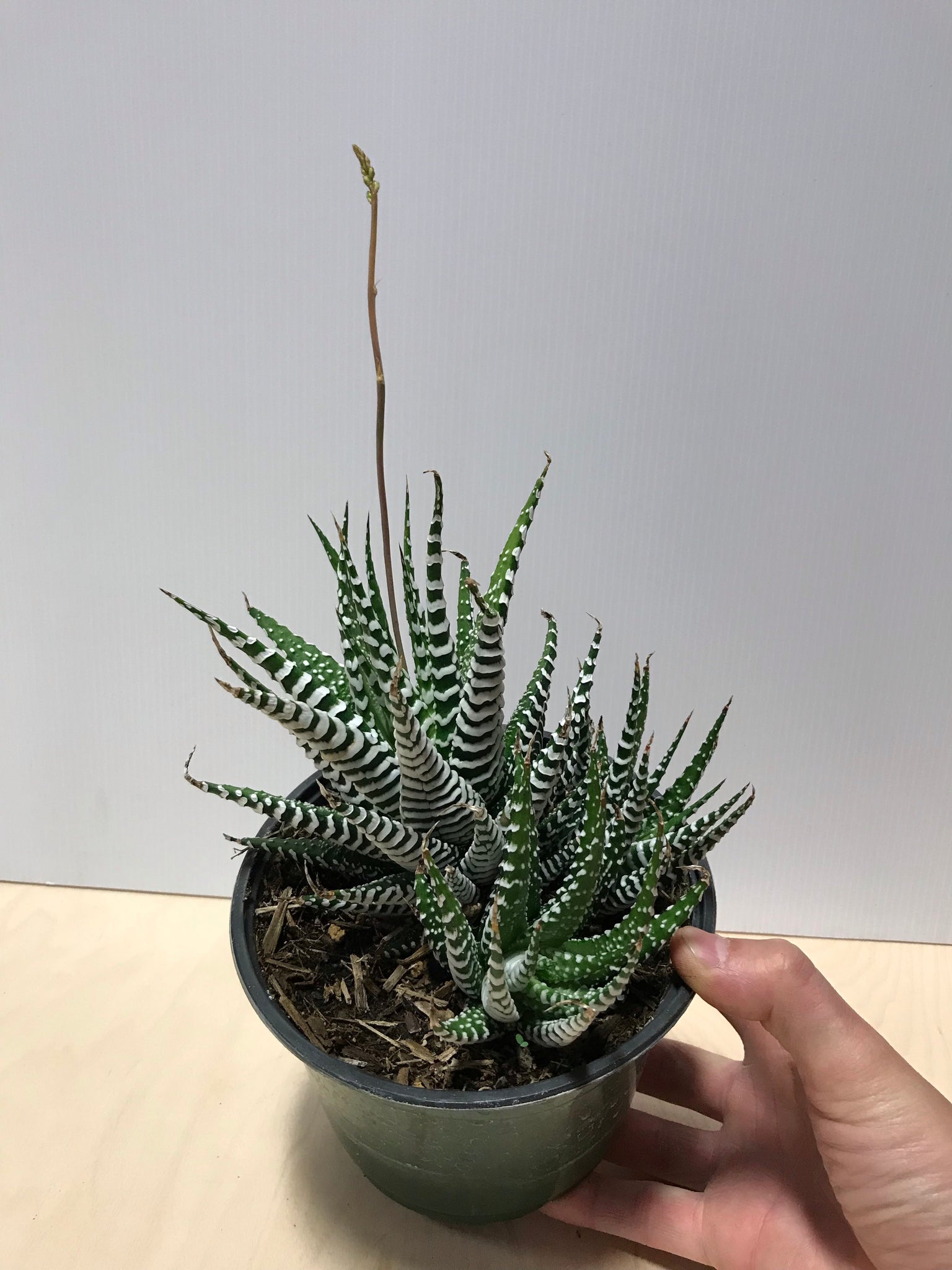 large zebra succulent Haworthia Fasciata "Zebra" – Desert Rose Cactus Lounge