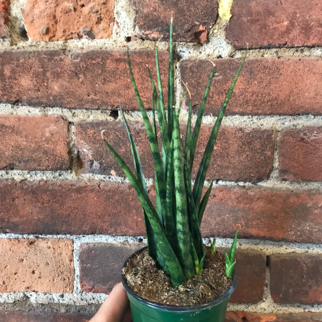 Sansevieria Bacularis 'Mikado' – Desert Rose Cactus Lounge