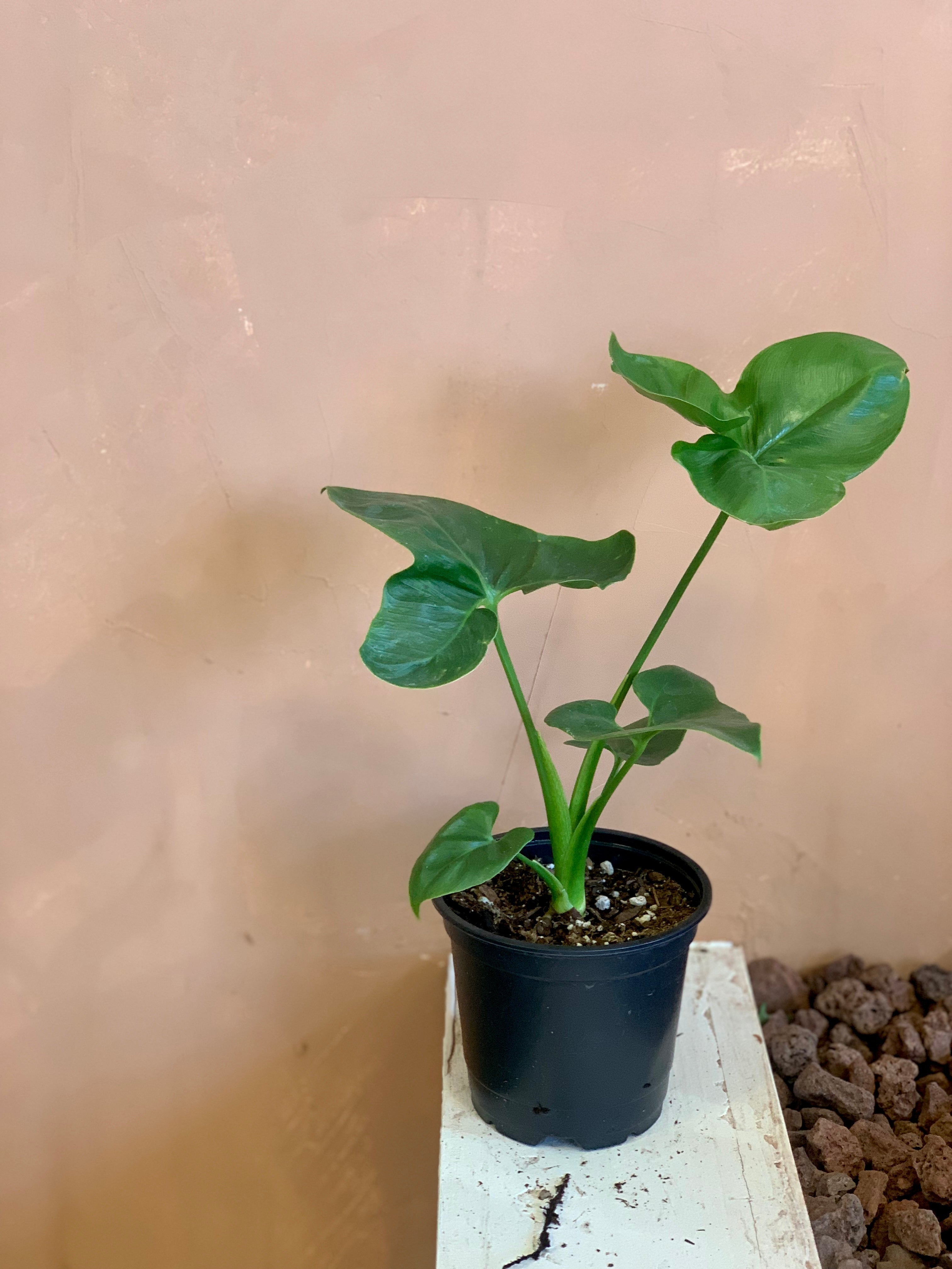 philodendron fun bun Philodendron 'Fun Bun' – Desert Rose Cactus Lounge