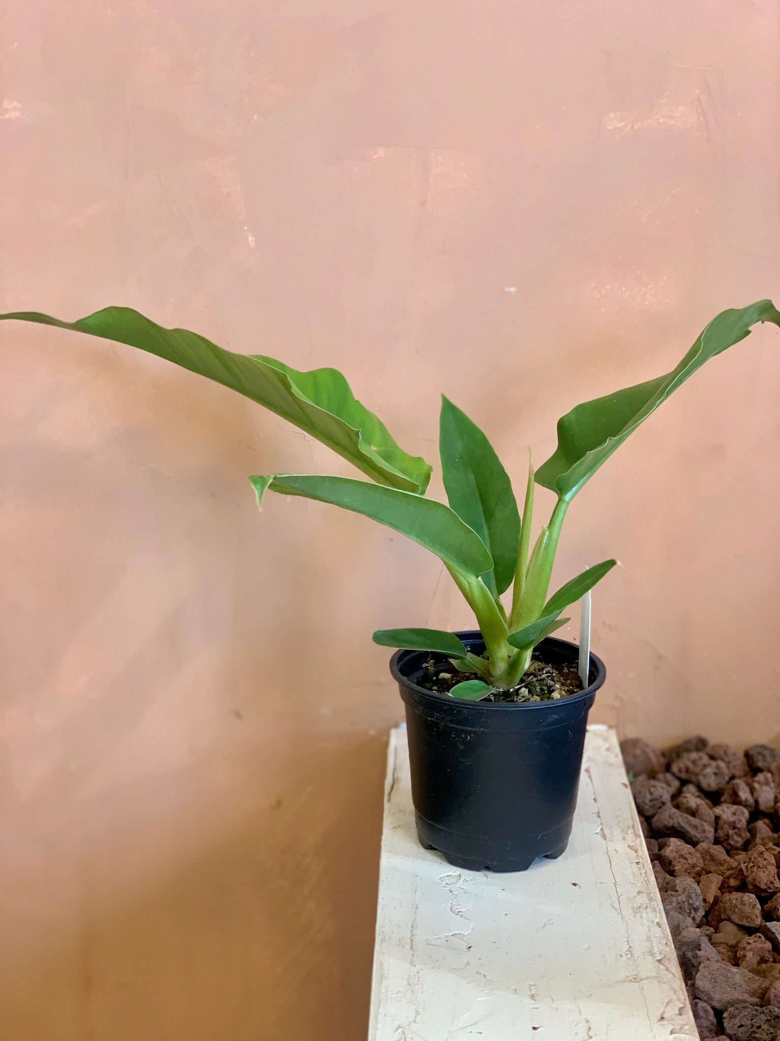 philodendron in cactus soil Philodendron Narrow – Desert Rose Cactus Lounge