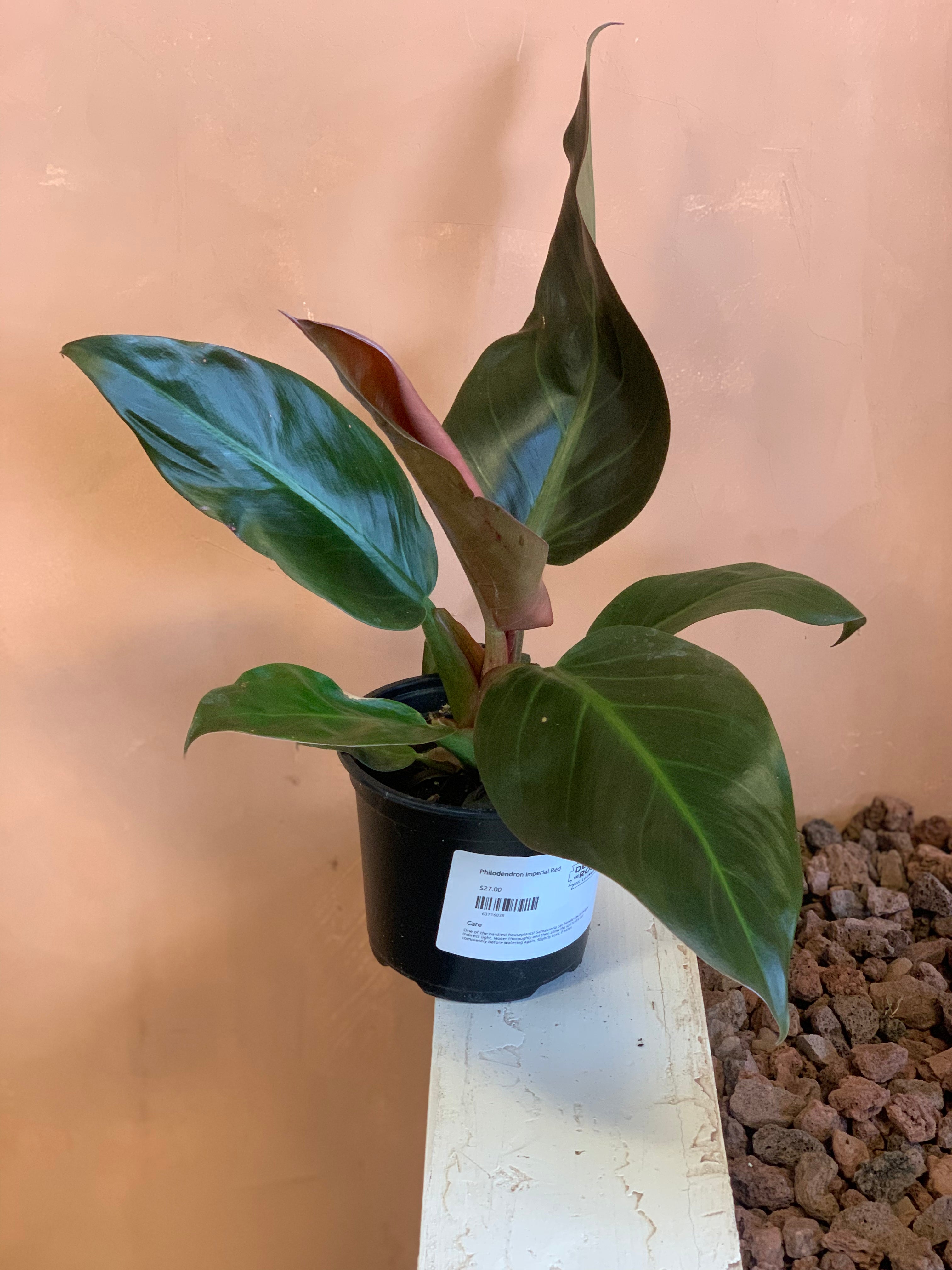 philodendron red imperial care Philodendron Imperial Red – Desert Rose Cactus Lounge