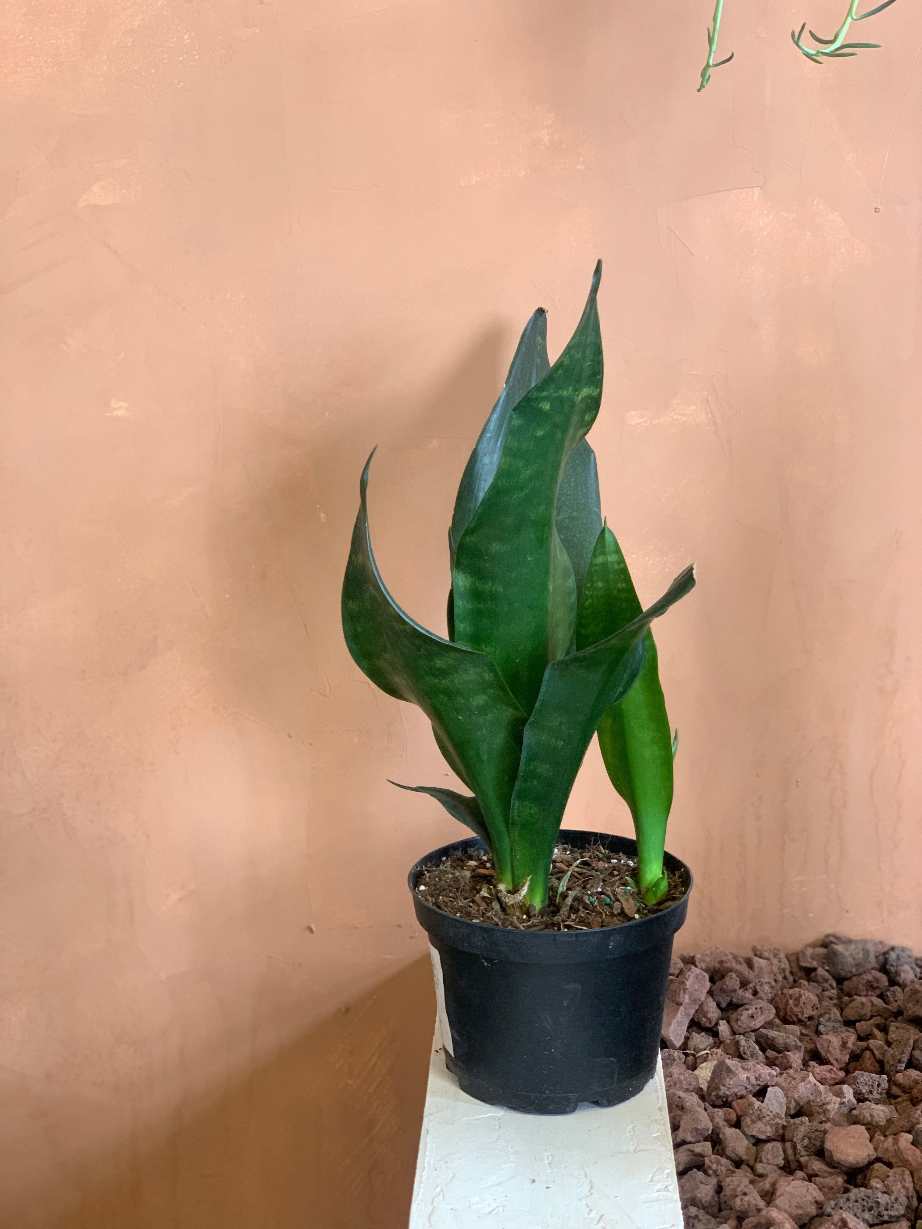 Sanseveria Black Dragon – Desert Rose Cactus Lounge