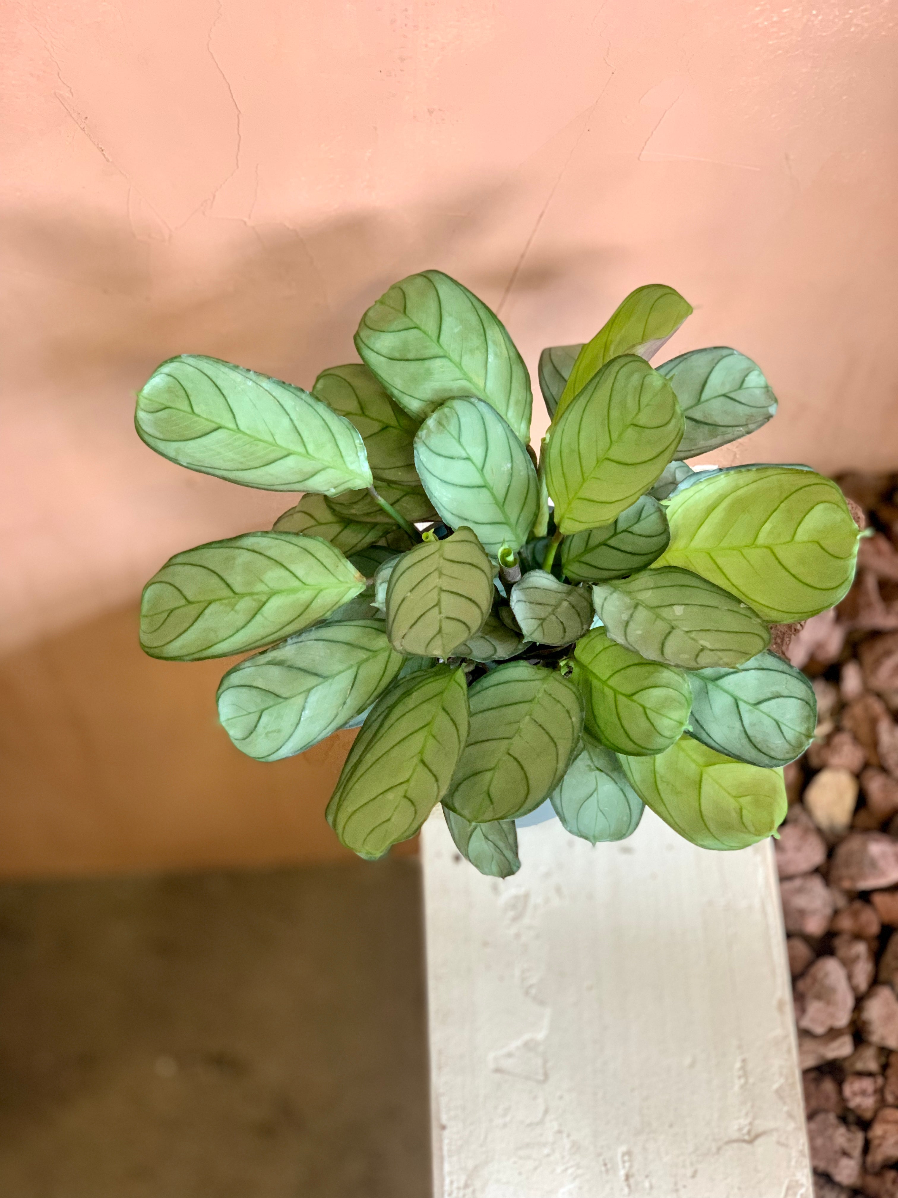 prayer plant fishbone Ctenanthe Amagris "Fishbone Prayer Plant" – Desert Rose Cactus Lounge