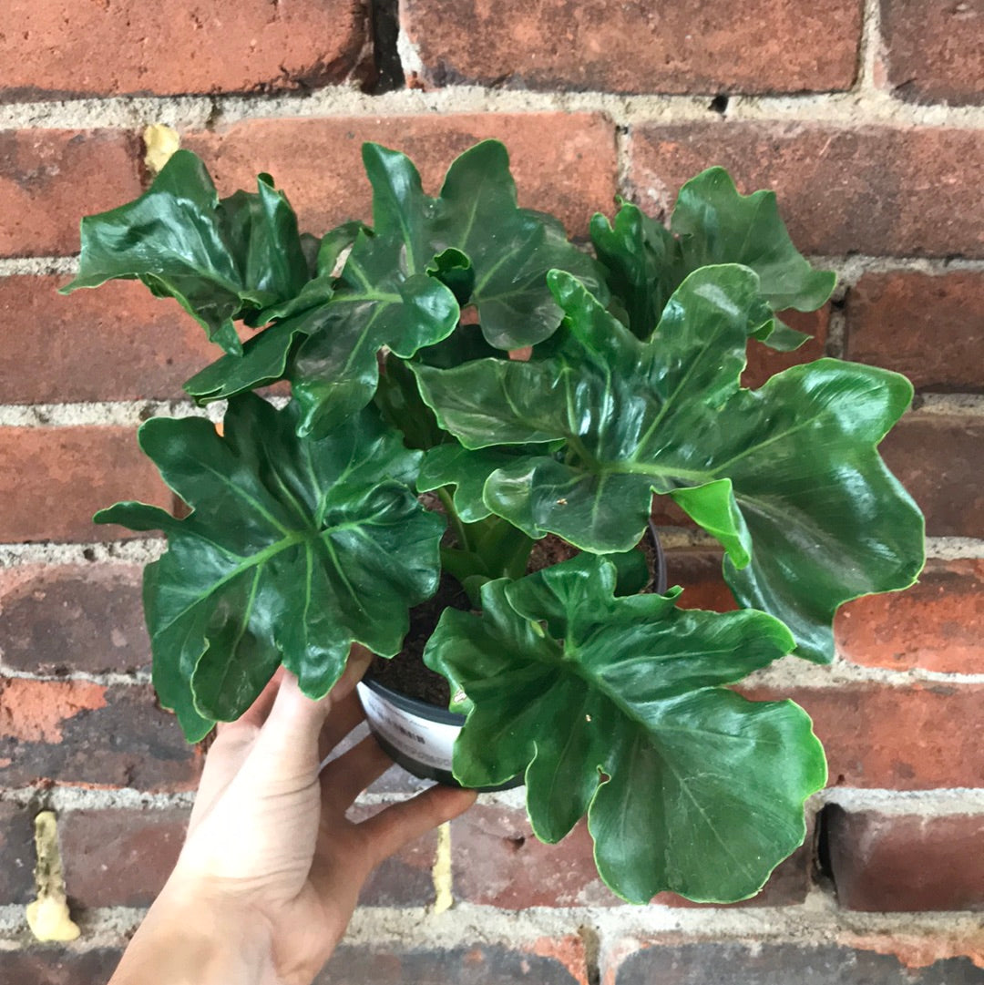 philodendron atom Philodendron Atom – Desert Rose Cactus Lounge