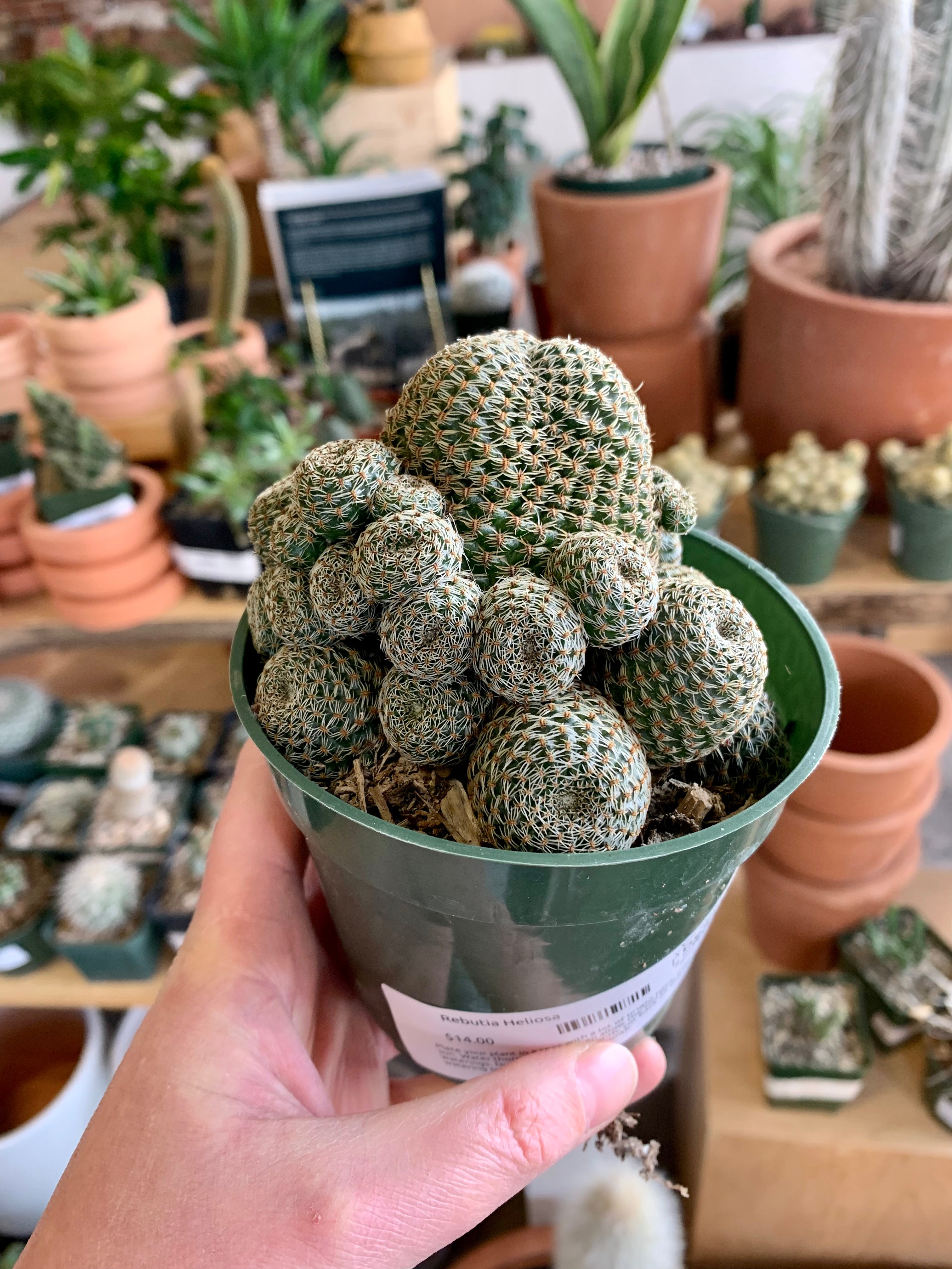 Rebutia Heliosa  Desert Rose Cactus Lounge