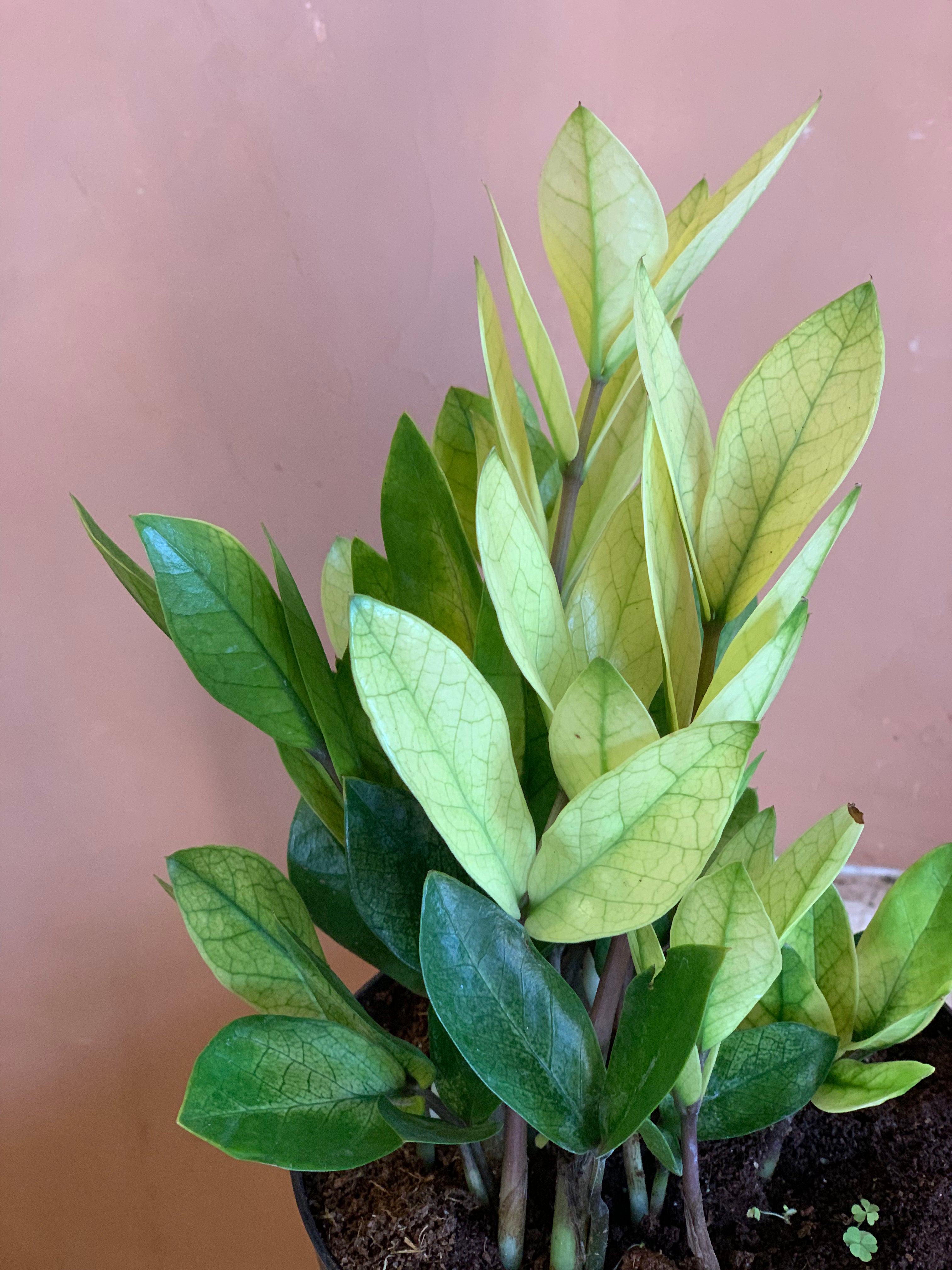 zz plant chameleon Zamioculcas zamiifolia zz 'Chameleon' – Desert Rose Cactus Lounge