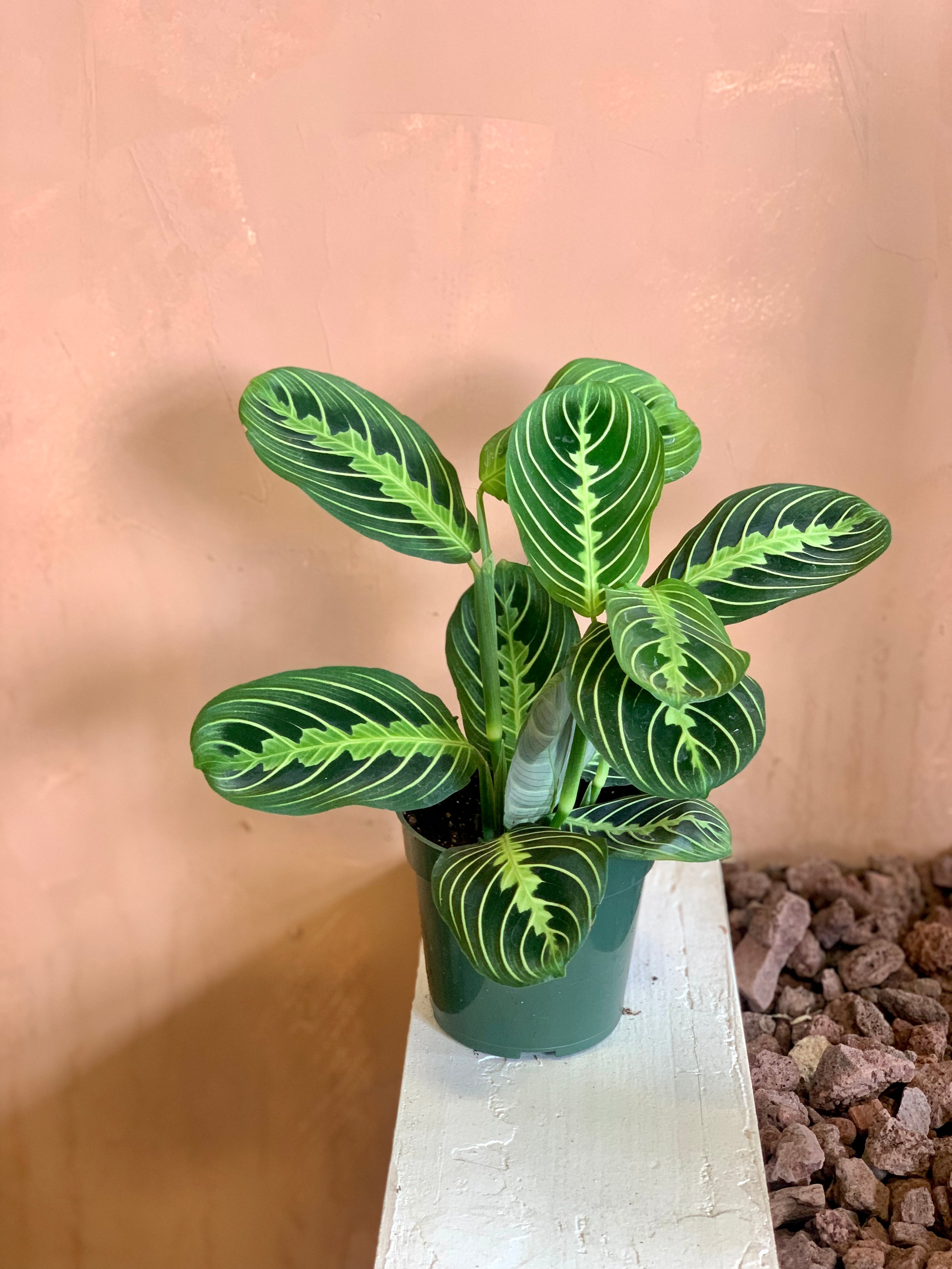 painted prayer plant Maranta (Prayer Plant) – Desert Rose Cactus Lounge