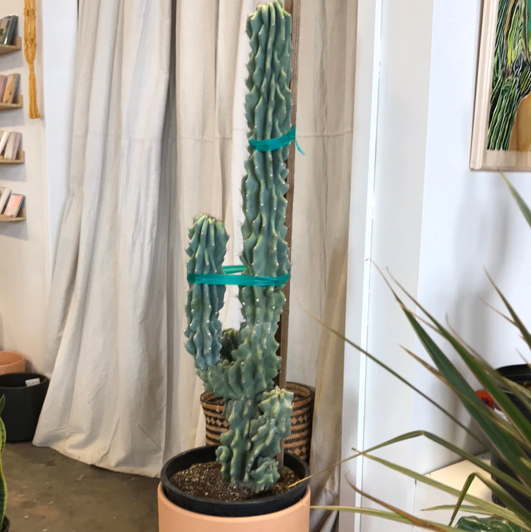 monstrose succulents Blue Monstrose Cereus – Desert Rose Cactus Lounge