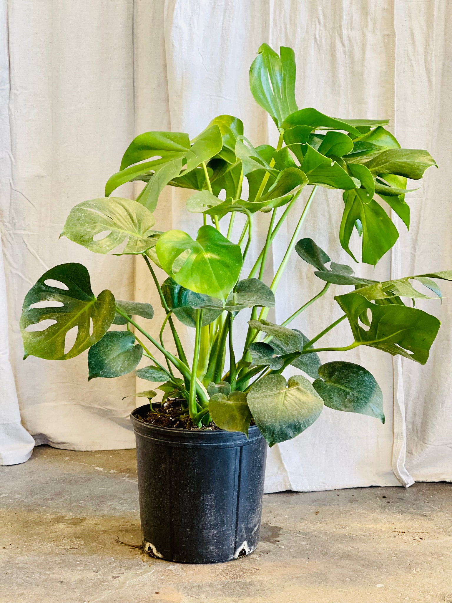 cactus soil monstera Monstera Deliciosa – Desert Rose Cactus Lounge