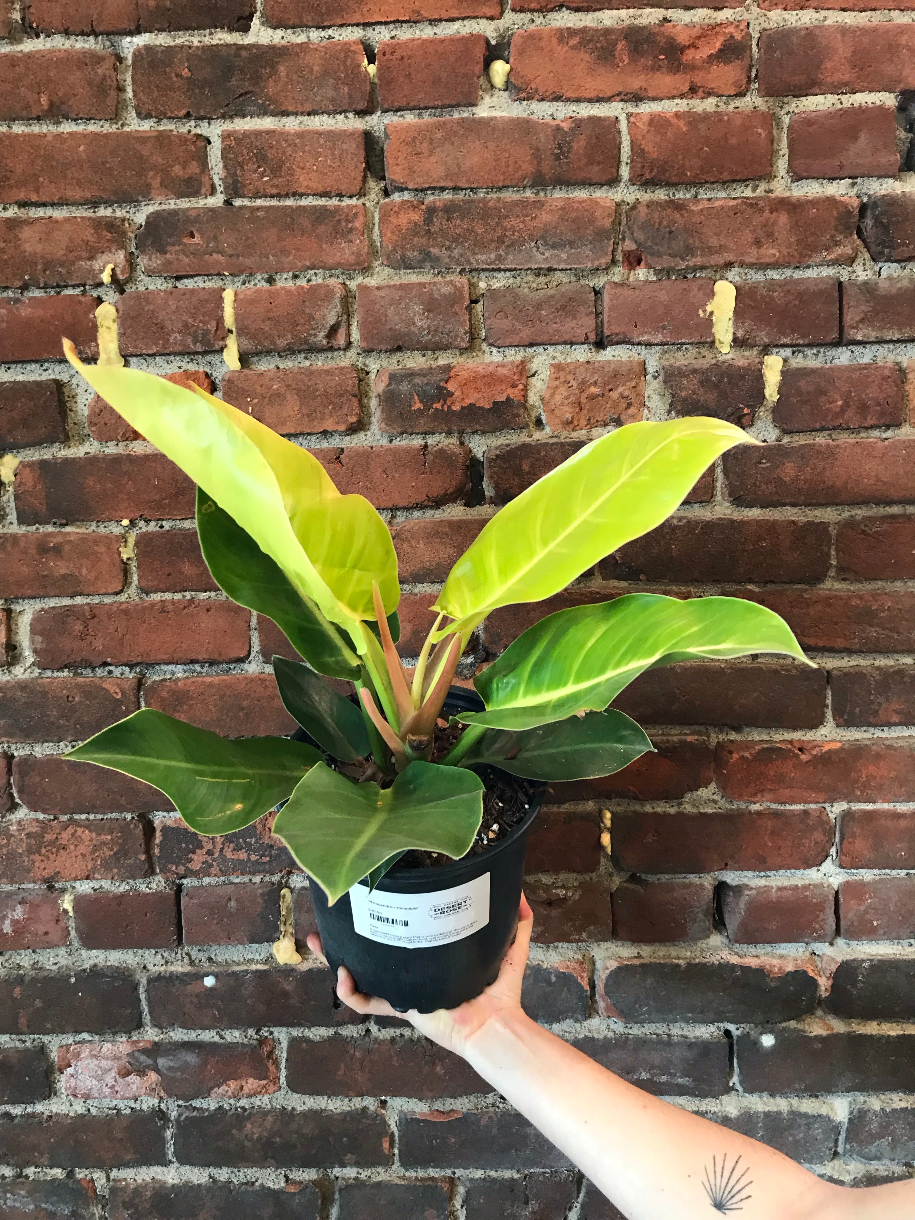 philodendron moonlight plant Philodendron 'moonlight' – Desert Rose Cactus Lounge