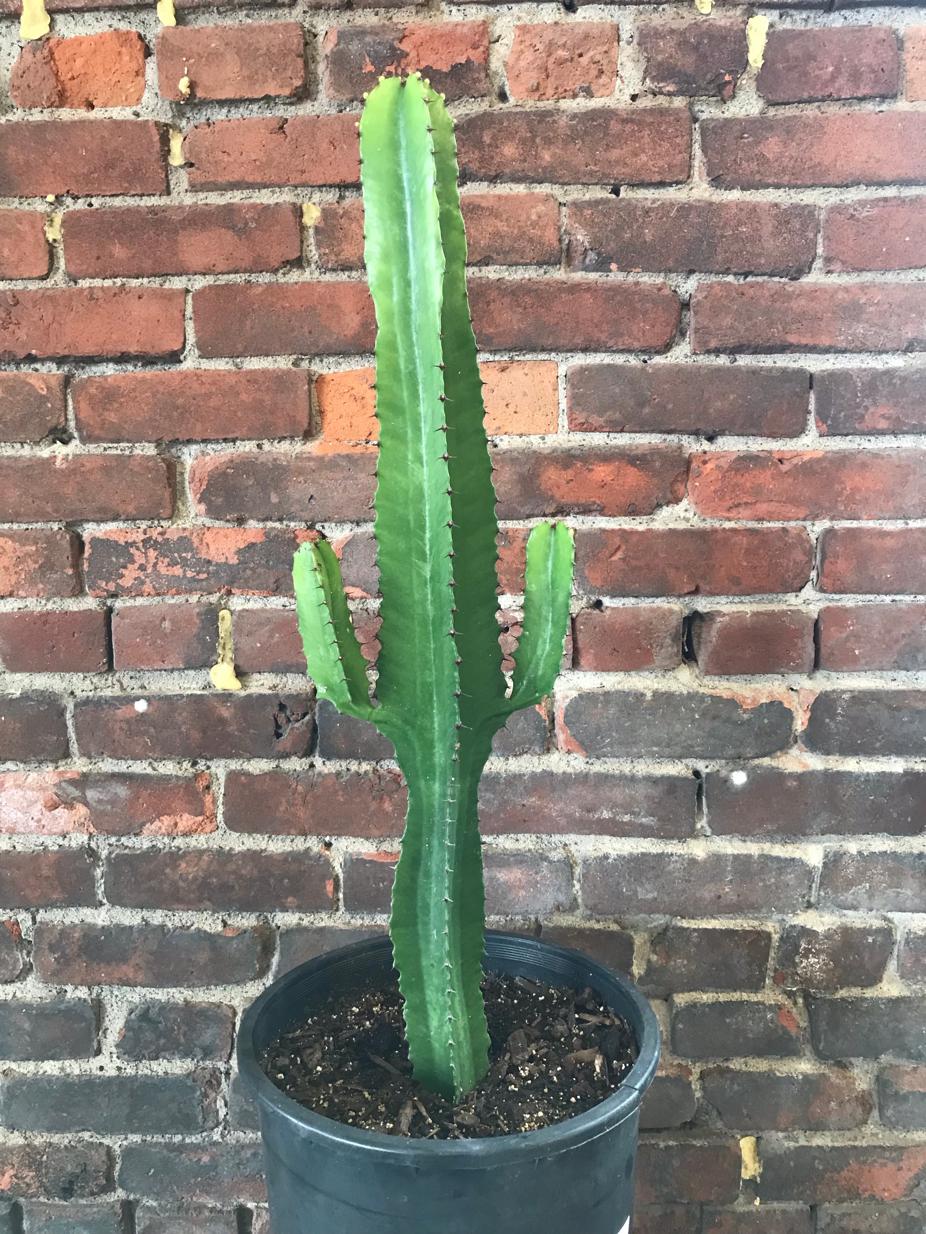 Euphorbia Acrurensis (Desert Candle)