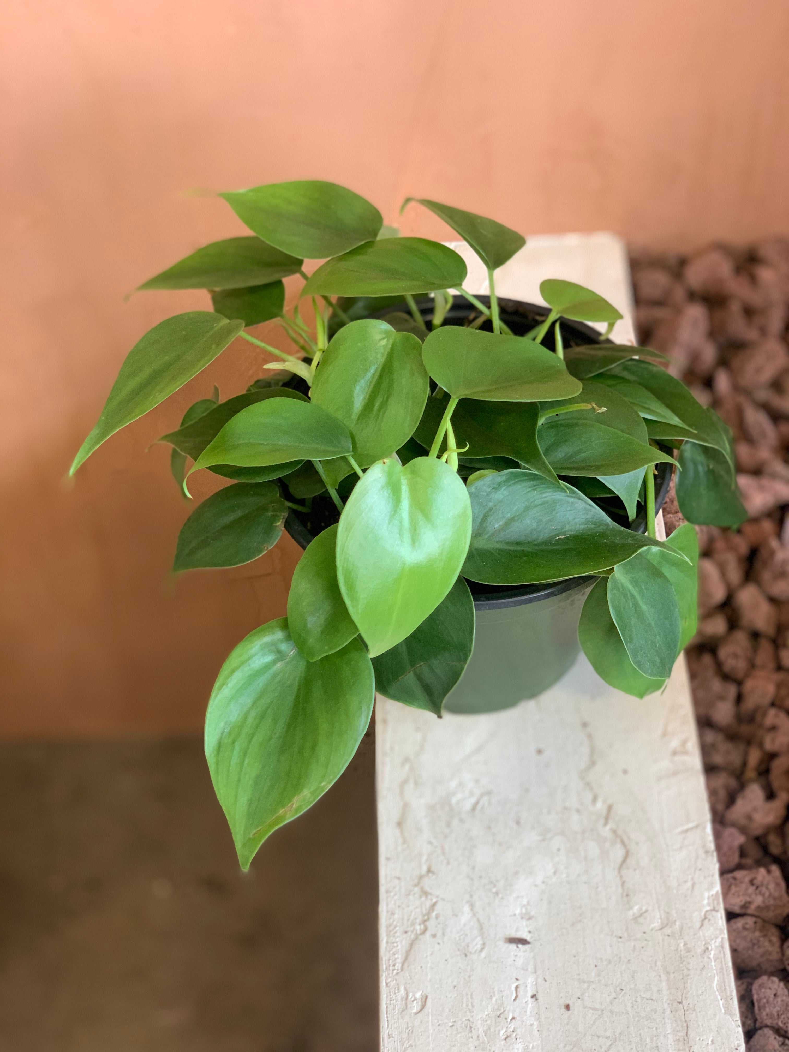 philodendron cordatum poisonous Philodendron Cordatum – Desert Rose Cactus Lounge