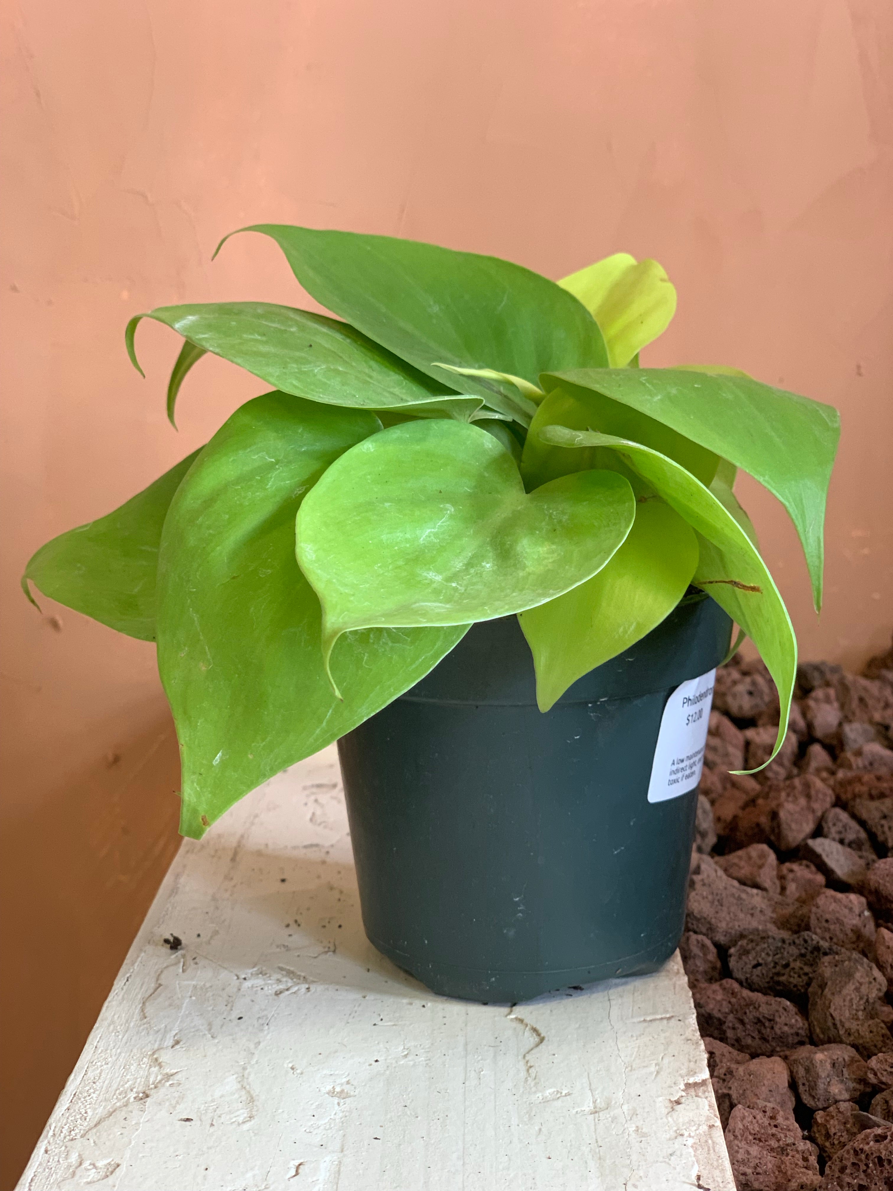 philodendron desert dawn Philodendron "Lemon Lime" – Desert Rose Cactus Lounge