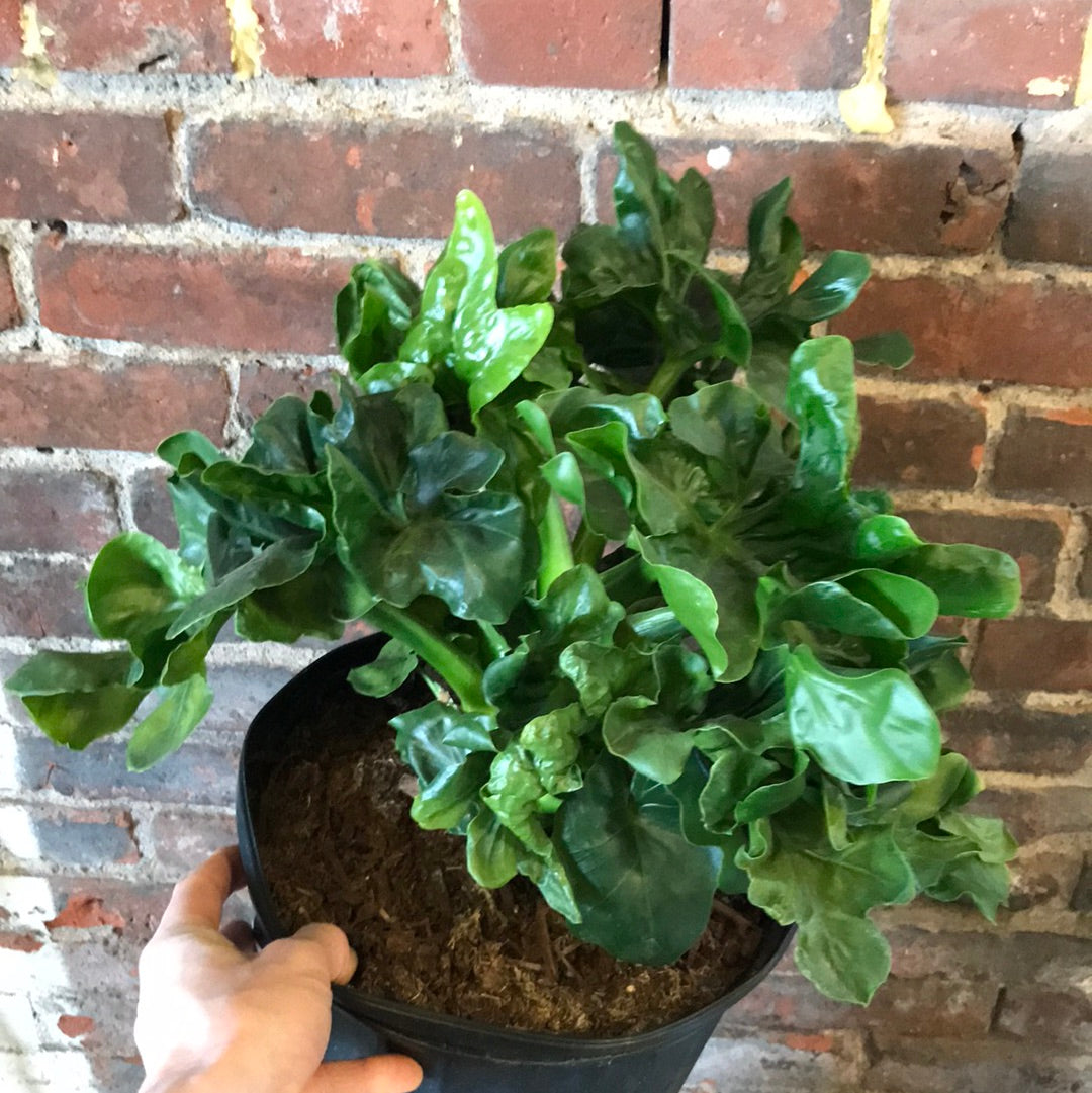philodendron aton Philodendron Atom – Desert Rose Cactus Lounge