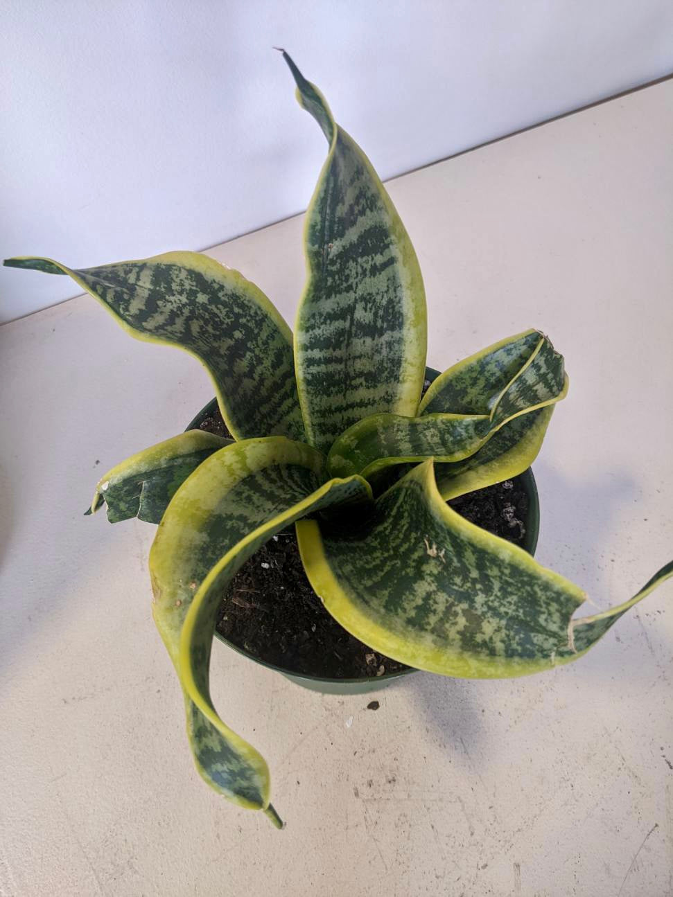 sansevieria twisted sister Sansevieria Twisted Sister – Desert Rose Cactus Lounge