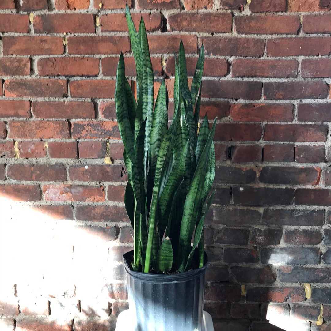 sansevieria black rose Sansevieria Black Coral – Desert Rose Cactus Lounge