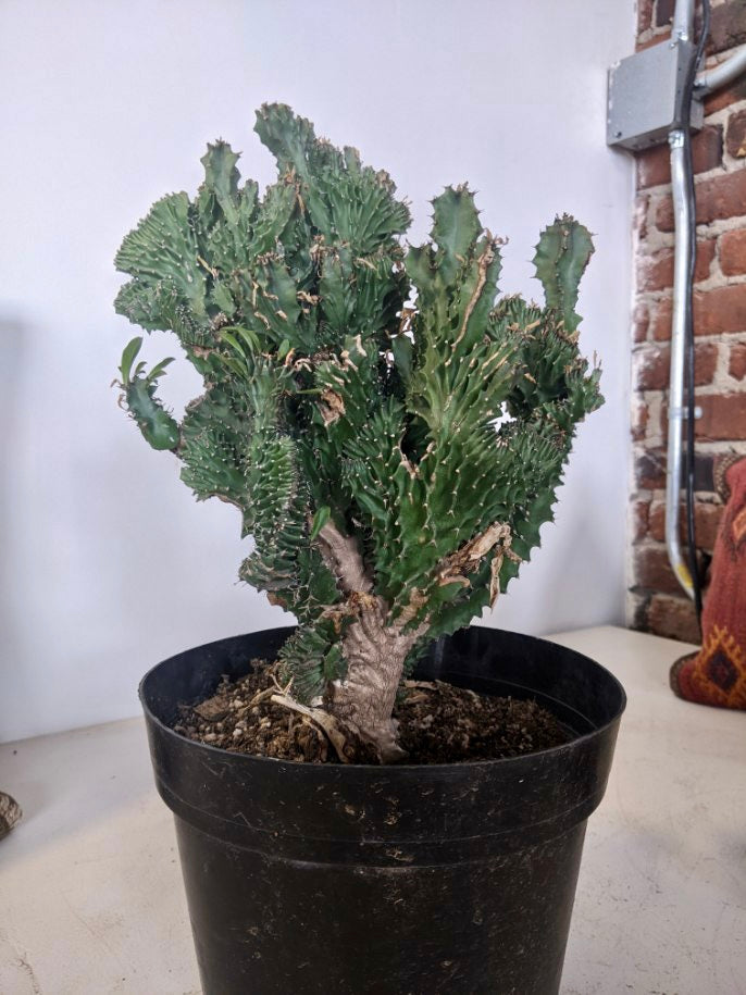 crested euphorbia succulent Crested Euphorbia Spiralis – Desert Rose Cactus Lounge