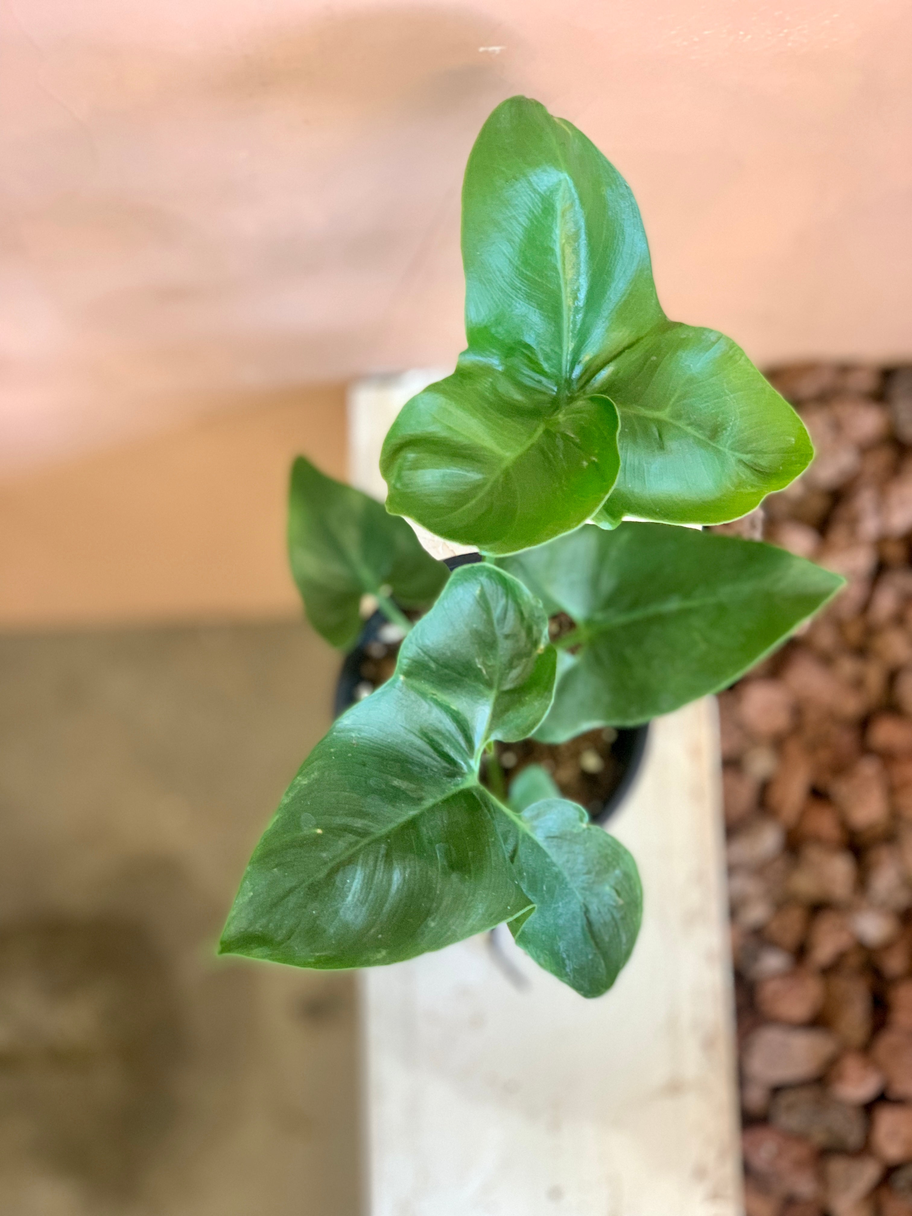 philodendron fun bun Philodendron 'Fun Bun' – Desert Rose Cactus Lounge