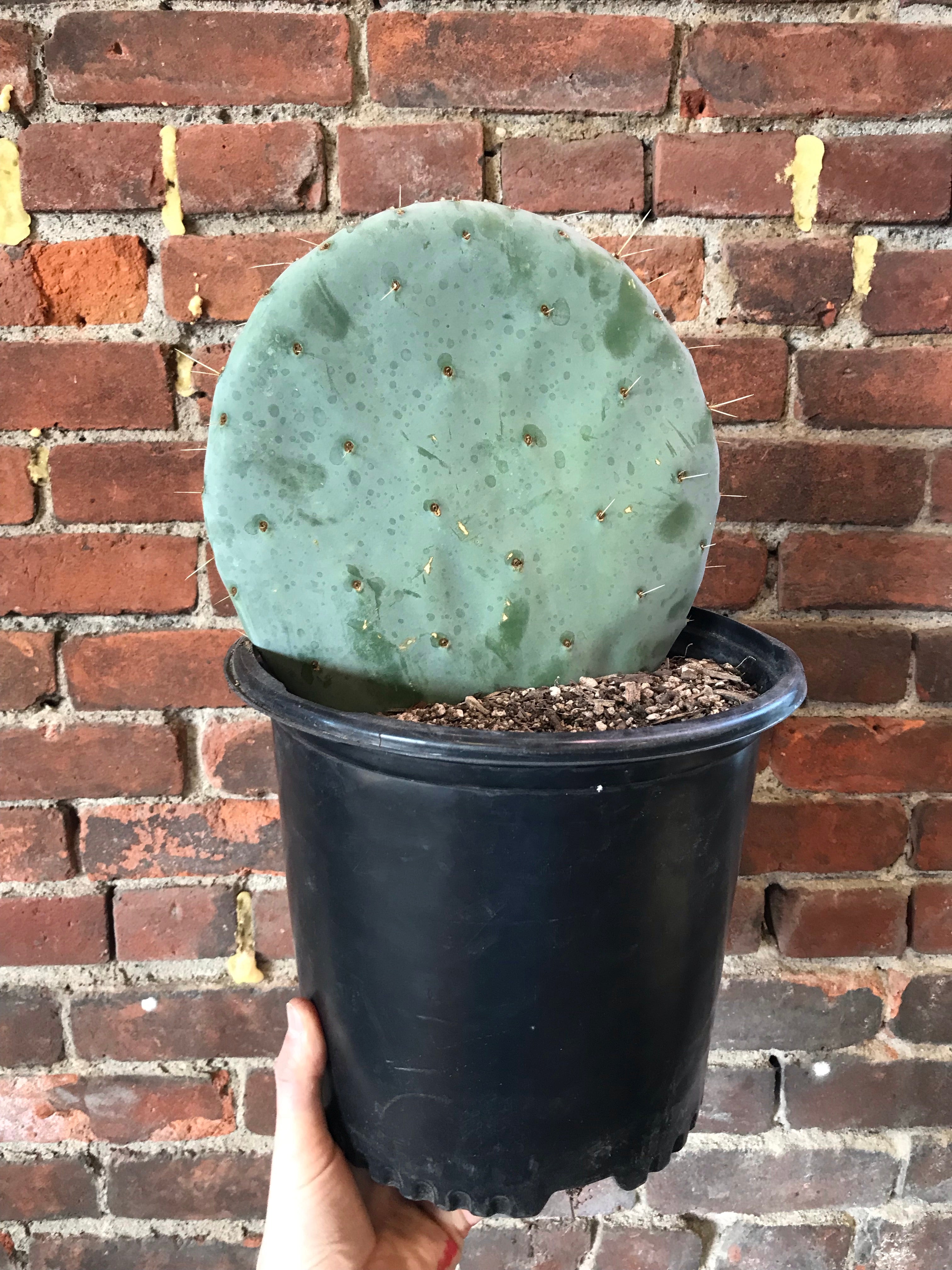 dollar prickly pear cactus Opuntia Robusta (Silver Dollar Prickly Pear) – Desert Rose Cactus Lounge