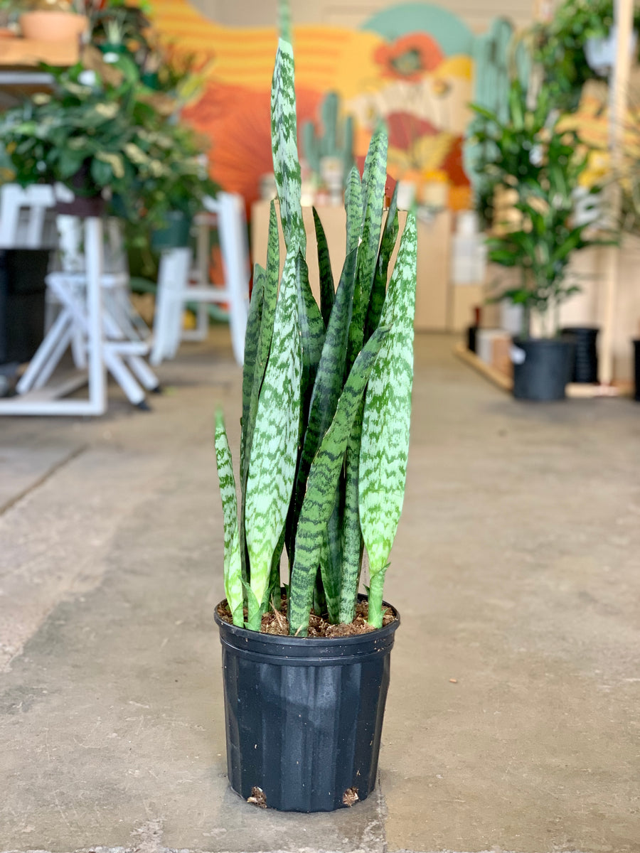 Sansevieria Wintergreen – Desert Rose Cactus Lounge