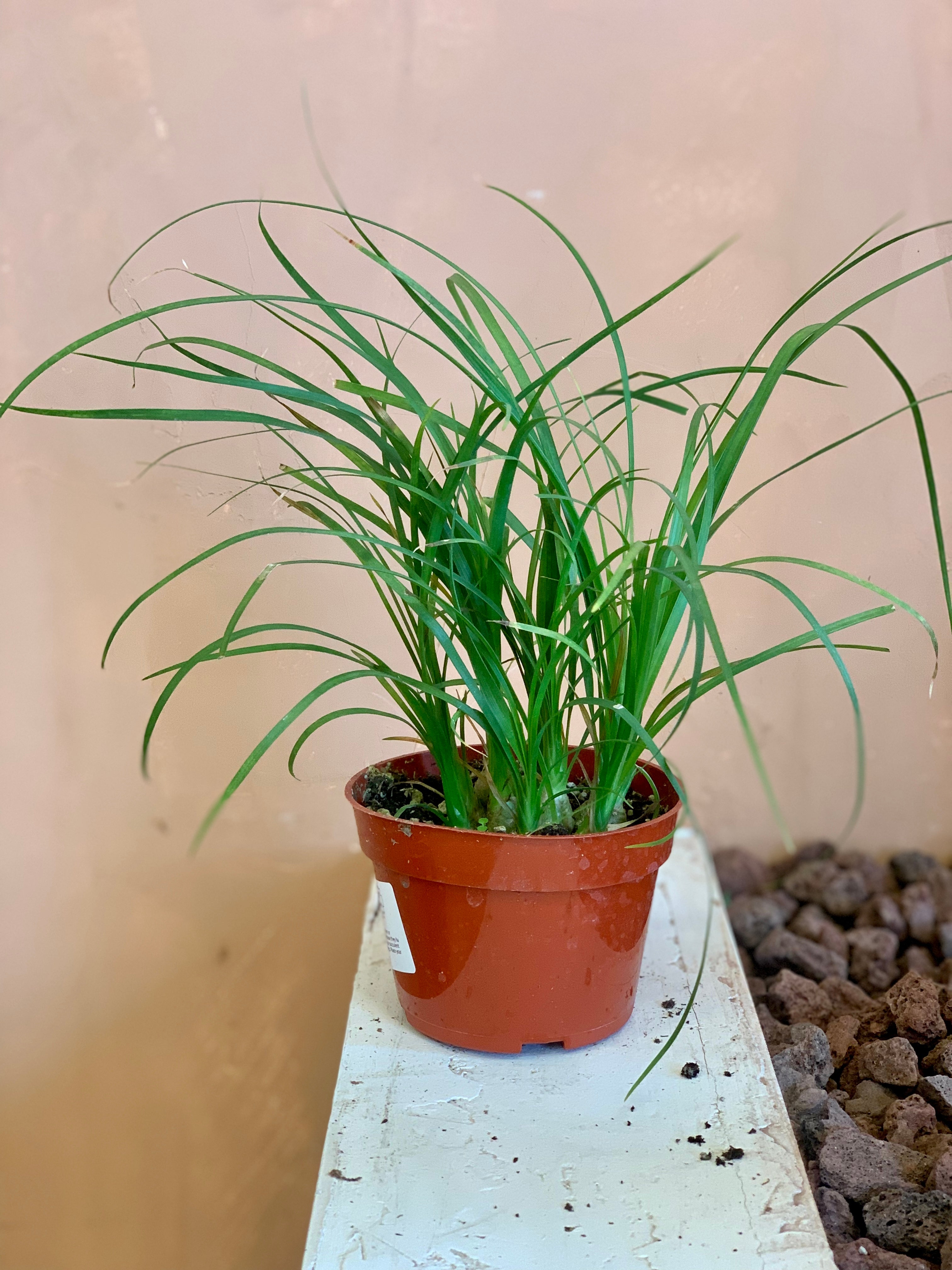 palm ponytail stump Ponytail Palm – Desert Rose Cactus Lounge