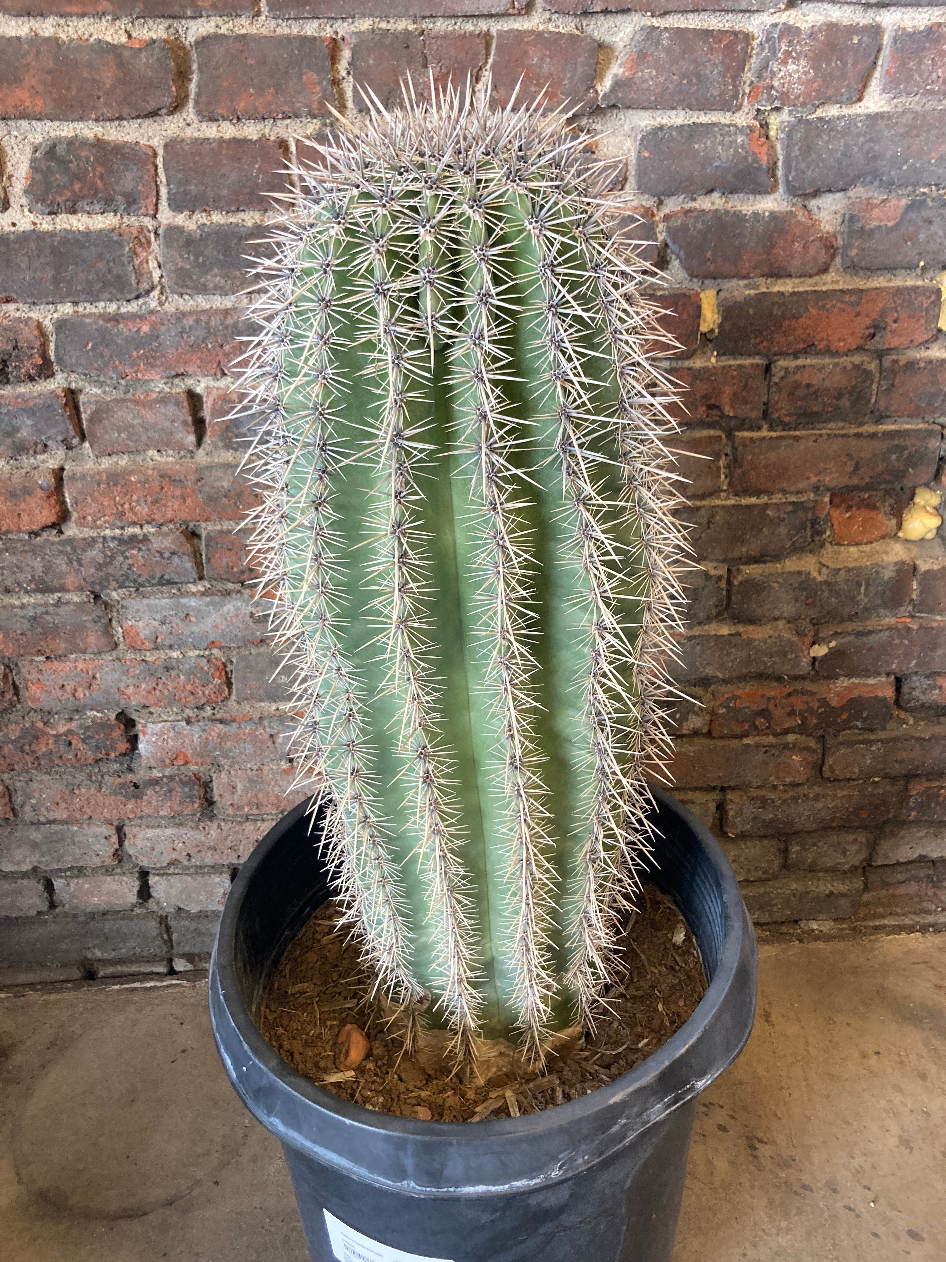 Saguaro Cactus (Carnegiea Gigantea) – Desert Rose Cactus Lounge