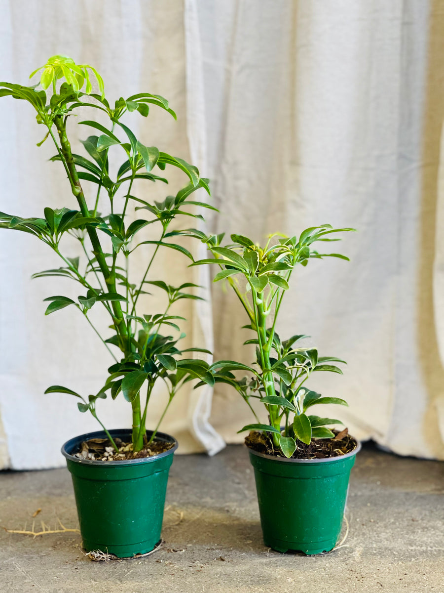 Var. Mini Schefflera – Desert Rose Cactus Lounge
