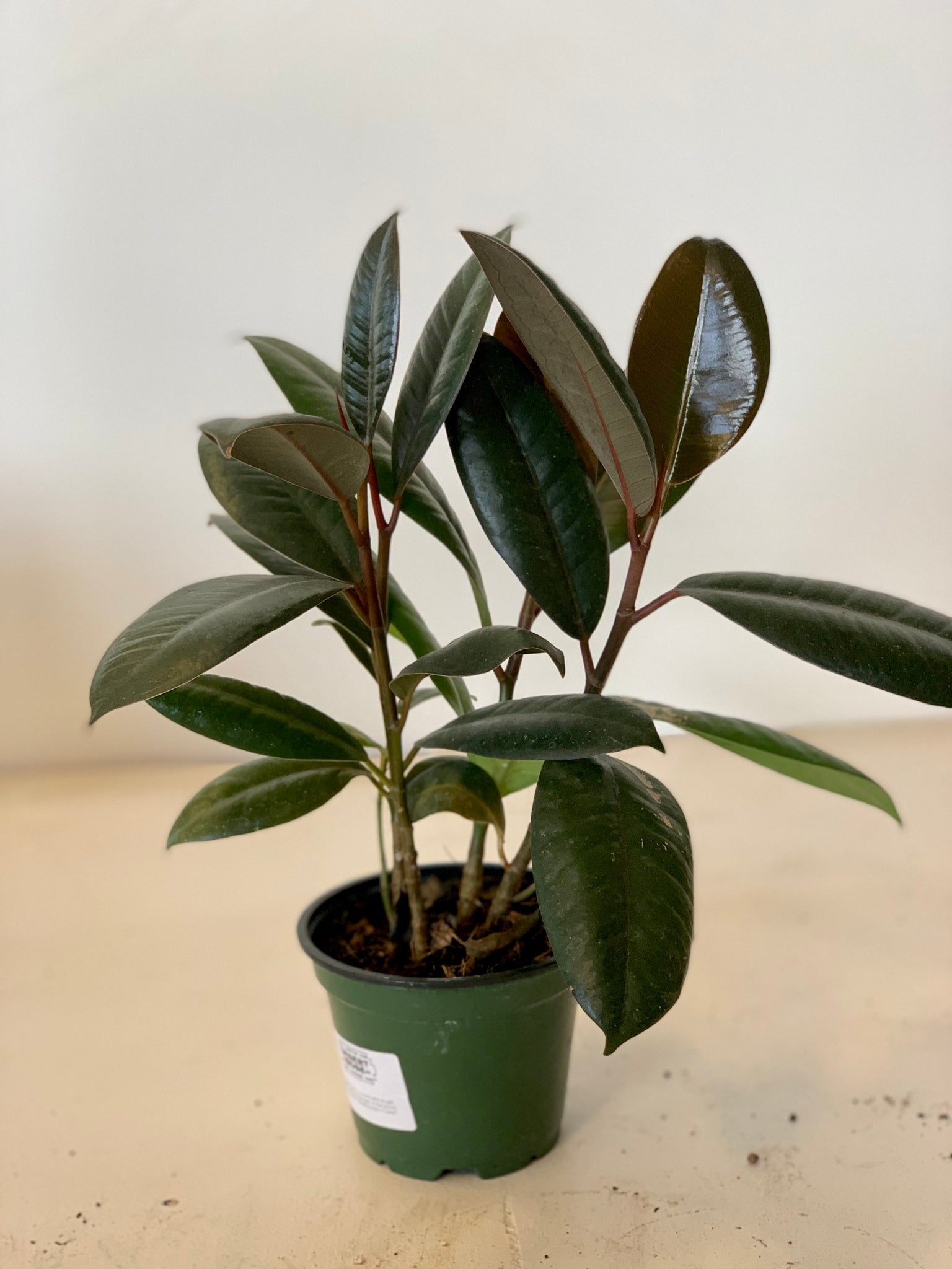ficus elastica rubber tree Ficus Elastica Burgundy (Rubber Tree) – Desert Rose Cactus Lounge